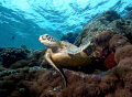   Fly away turtle. magnificent Pulau Sipadan. turtle Sipadan  